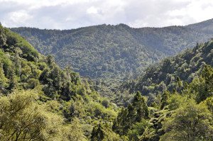 Wald Piha